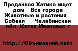 Преданная Хатико ищет дом - Все города Животные и растения » Собаки   . Челябинская обл.,Катав-Ивановск г.